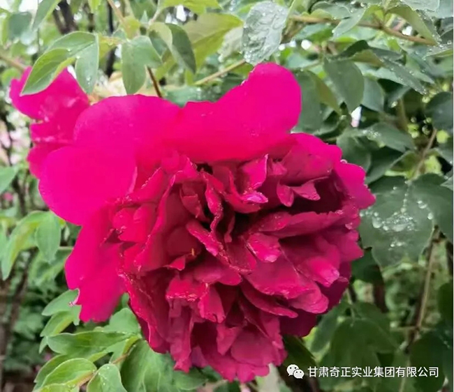 皇家庆幸-主页